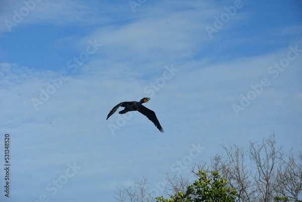 Obraz kormoran w locie