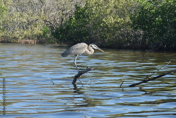 Obraz czapla siwa nad wodą 