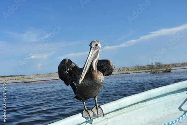 Obraz Pelikan na burcie łodzi