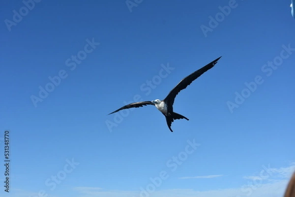 Obraz kormoran w locie