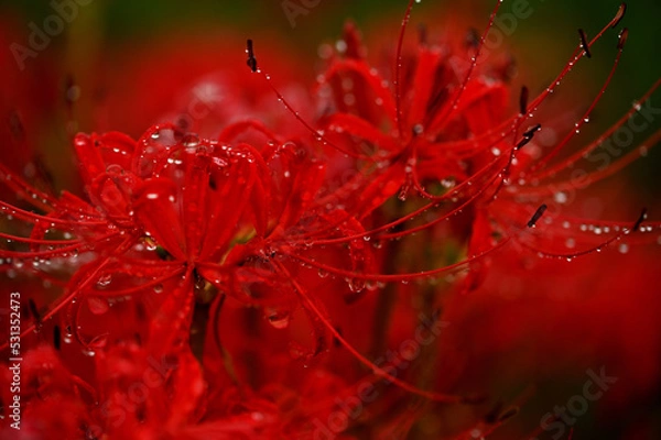 Obraz 雨の彼岸花