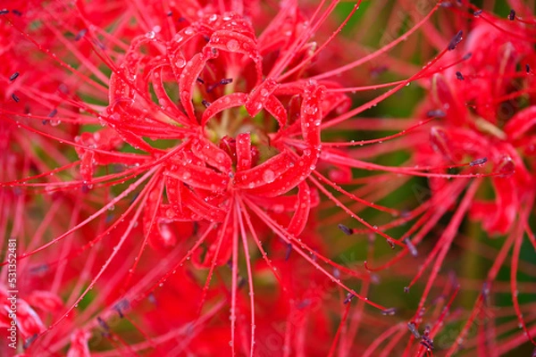 Fototapeta 雨の彼岸花