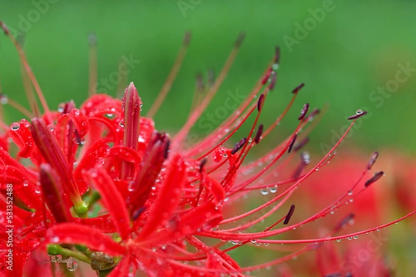 Obraz 雨の彼岸花