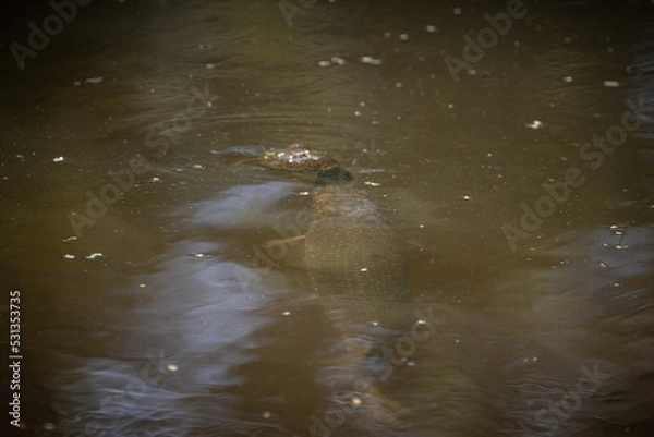 Fototapeta turtle vs garfish