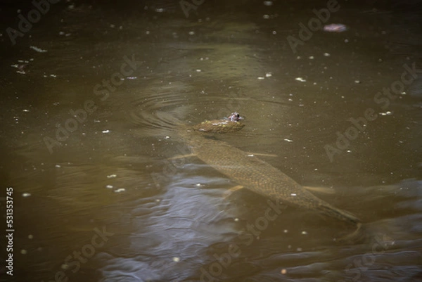 Fototapeta Turtle vs Garfish