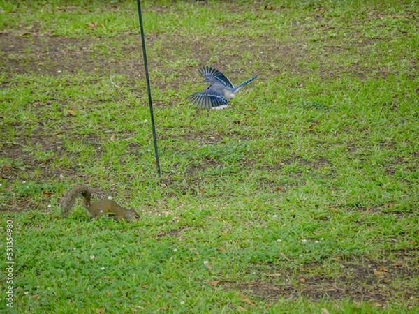 Fototapeta squirrel on the ground