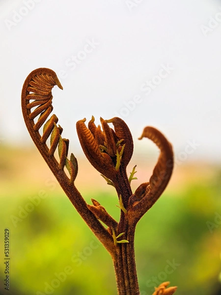 Fototapeta Close-up of the top of the Soga tree (Peltophorum pterocarpum)