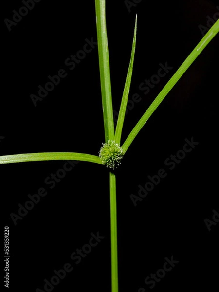 Fototapeta close-up of Kyllinga brevifolia grass isolated on black background