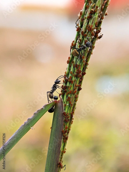 Fototapeta close-up of black ants guarding their eggs in the grass