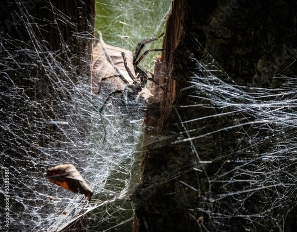 Fototapeta spider in the web