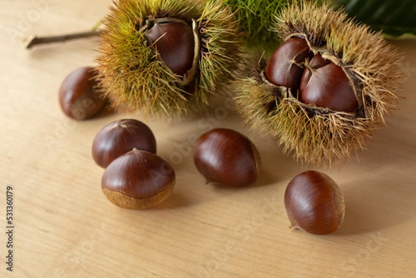 Fototapeta 秋の収穫 大粒の栗
