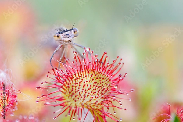Obraz damselfly sitting on sundew
