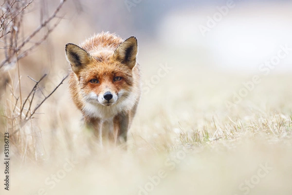 Obraz red fox