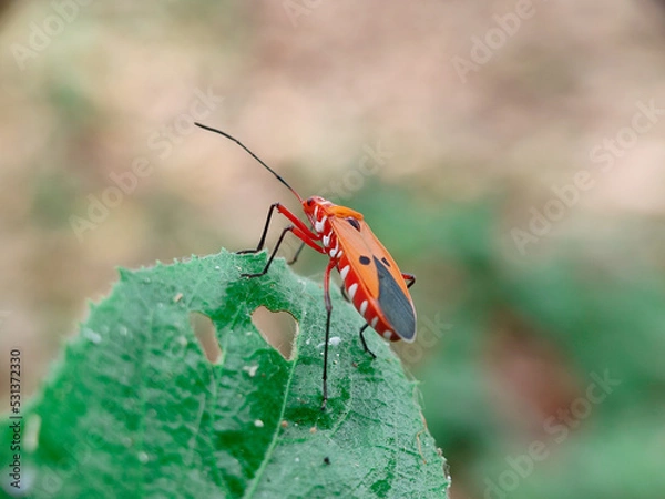 Fototapeta Close-up of Dysdercus a number of species attacking cotton bolls may be called "cotton stainers