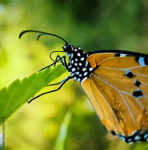Obraz Monarch butterfly