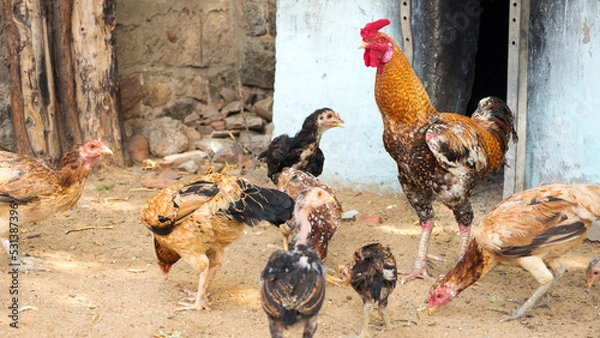 Obraz rooster hen and chicken in hen poultry farm in india. Indian rooster