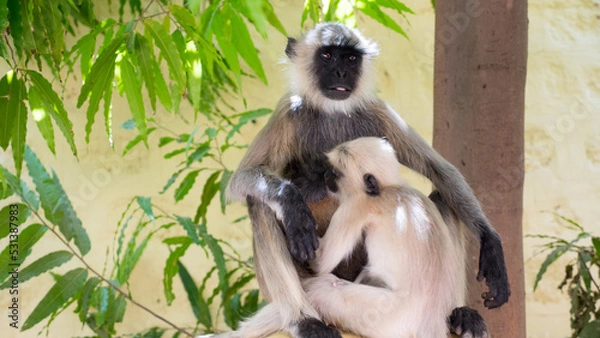 Obraz Langur Grey Monkey nursing, feeding baby langoor monkey.