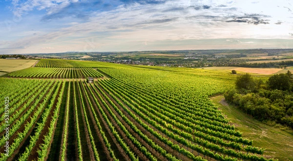Fototapeta Aerial / Drone panorama of vineyard and agricultural fields in Rheinhessen Germany close to Nieder-Olm with setting sun	