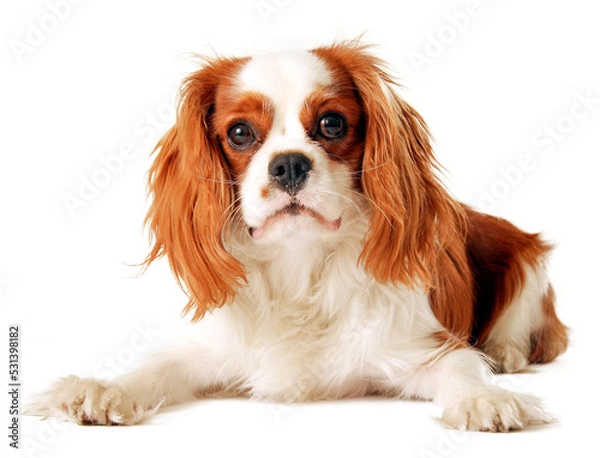 Obraz cavalier king charles spaniel, png file