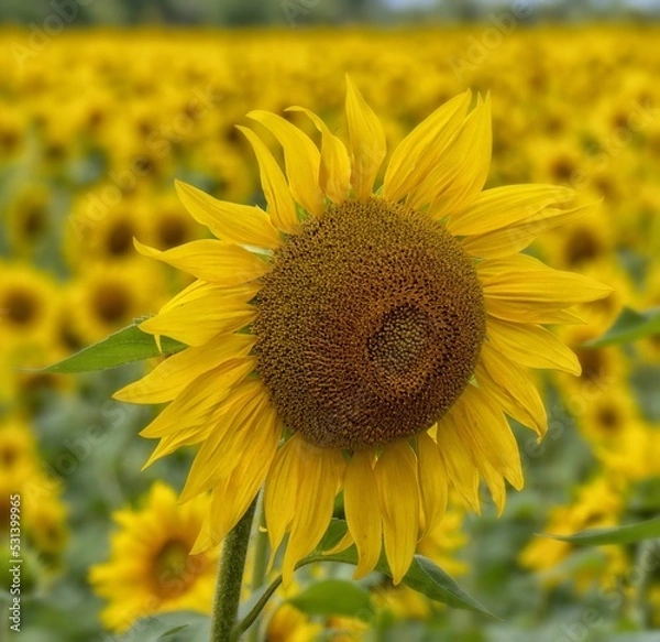 Obraz Sonnenblume Sunflower