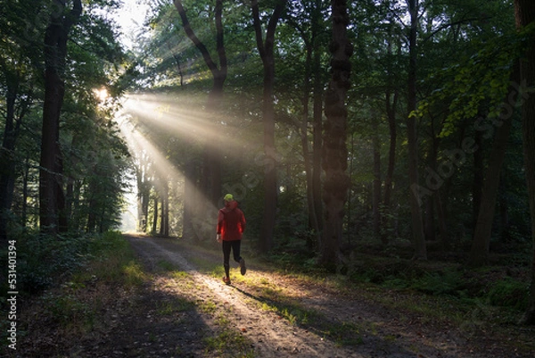 Fototapeta A man running in a lane on a sunny morning in a forest.