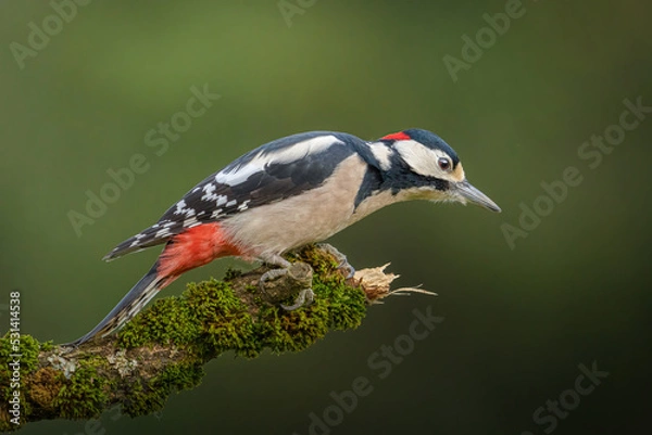 Fototapeta Der Buntspecht