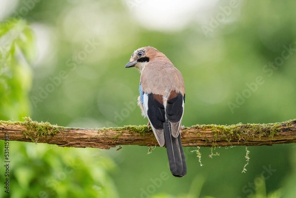 Fototapeta Der Eichelhäher