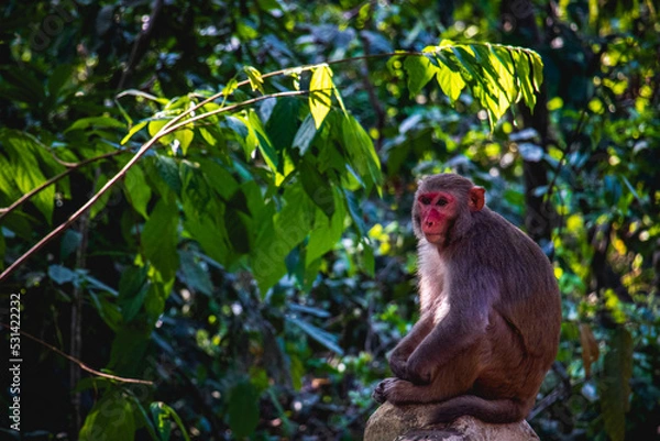 Obraz A monkey sits alone on a concrete pillar