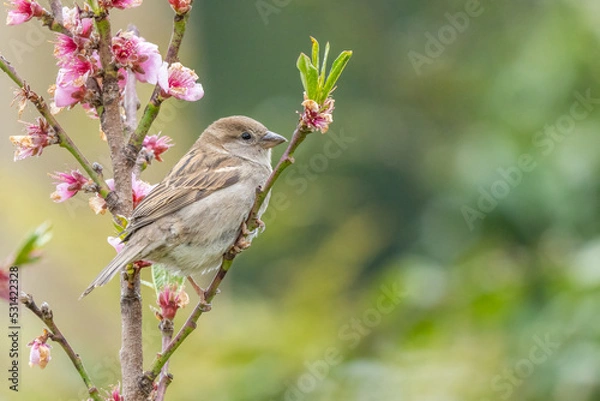 Fototapeta Ein Haussperling