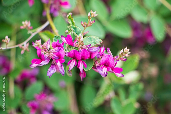 Obraz ピンクの萩の花のアップ