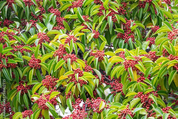Obraz クロガネモチのたくさんの赤い実