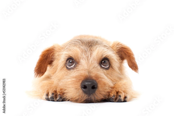 Fototapeta Spójrz na no Fork Terrier