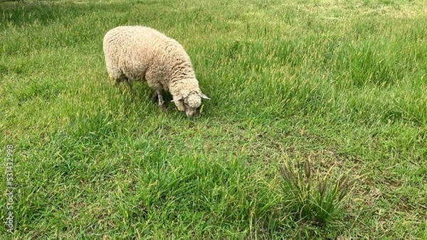 Obraz sheep and lamb