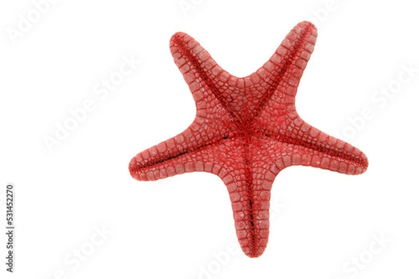 Obraz Red starfish backside  isolated on transparency photo png file 