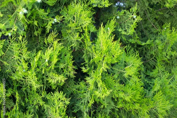 Fototapeta Thuja branches with cones close up background.