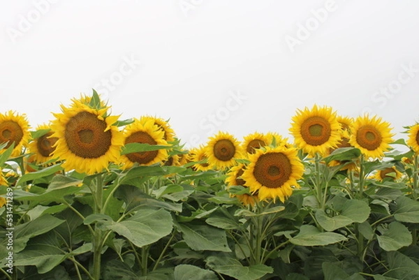 Obraz sunflowers in the field