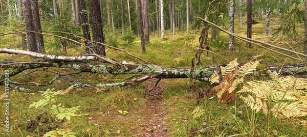Obraz A fallen tree in the autumn forest