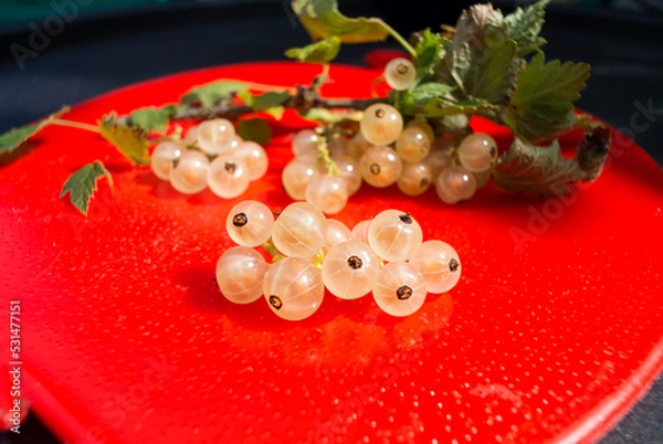 Fototapeta A bunch of white currant berries with leaves on a red plastic plate