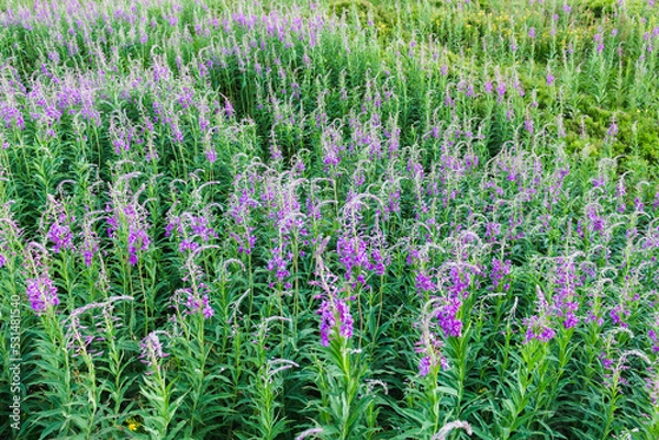 Obraz fireweed flowers