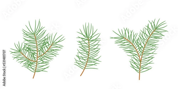Fototapeta Set of pine branches. Template for winter Christmas design. Isolated vector illustration