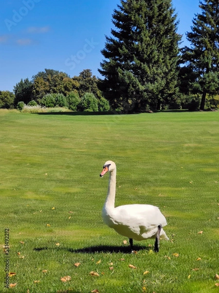 Fototapeta A white swan walks on the green grass against the background of the blue sky in the park