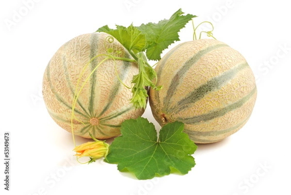 Obraz Frische Melonen