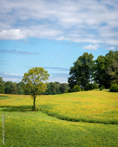 Obraz Soybeans and Forest edge