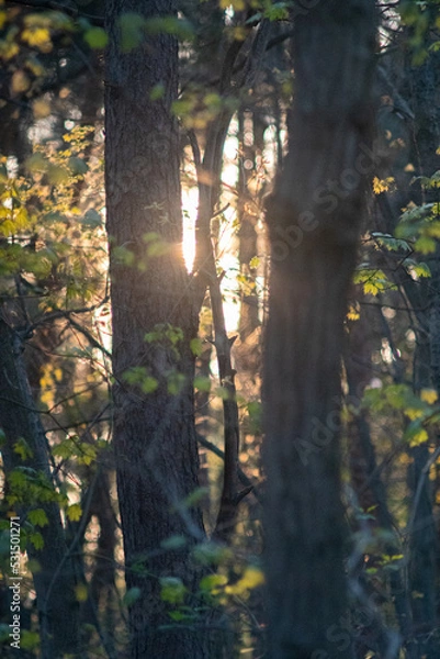 Fototapeta Sunlight hitting the trees