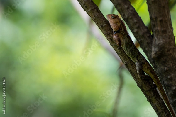 Fototapeta Lizard relaxing on a branch tree