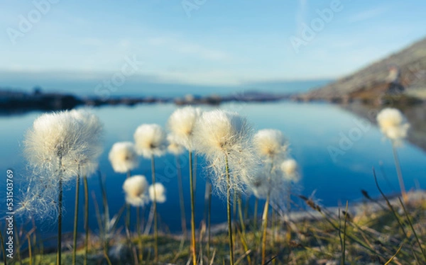 Obraz Eriophorum in the mountain. 