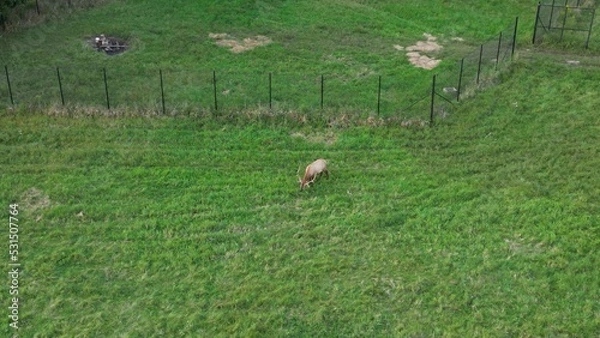 Obraz sheep in the grass
