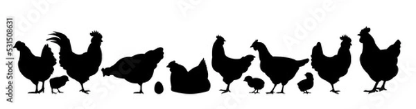 Fototapeta Chickens in pasture. Picture silhouette. Farm pets. Domestic poultry to get eggs. Isolated on white background. Vector