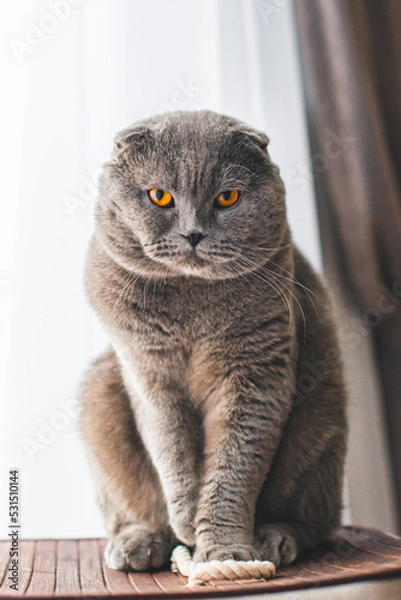 Obraz Beautiful grey cat. British Shorthair cat, adorable and funny pet