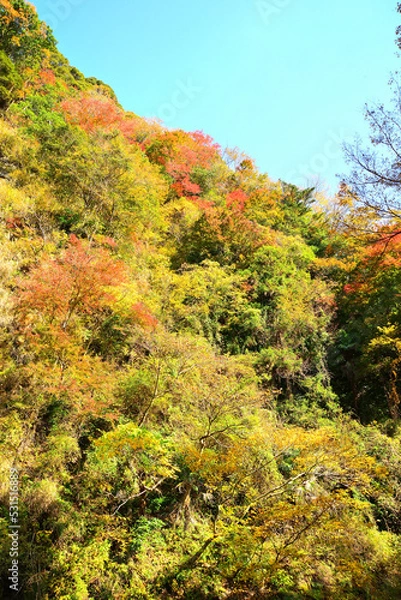 Obraz 粟又の滝付近 千葉県夷隅郡大多喜町
